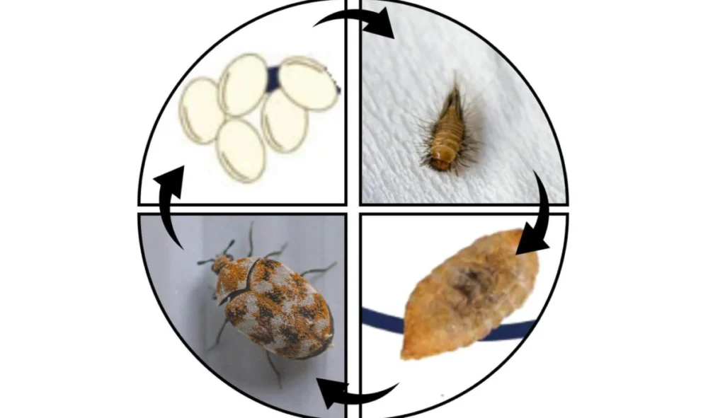 Beetle Life Cycle