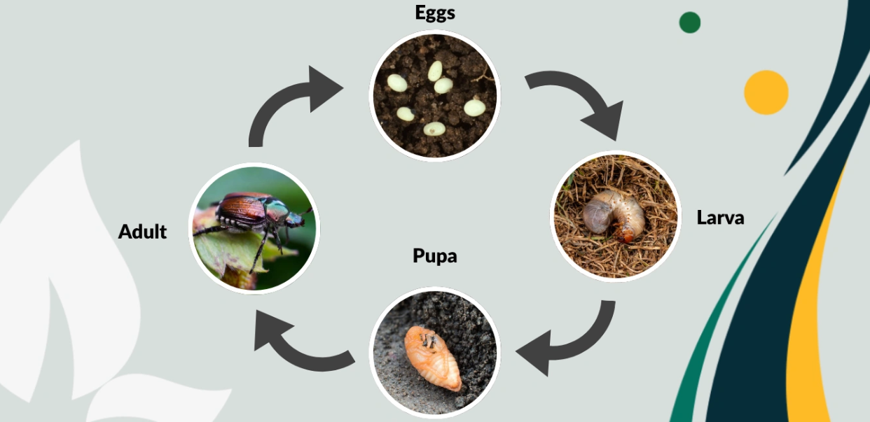Beetle Life Cycle