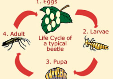 Beetle Life Cycle