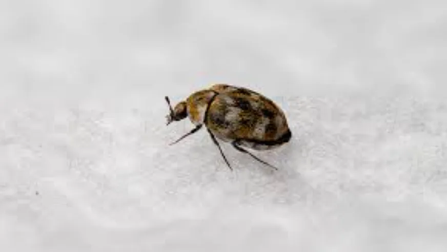 Carpet Beetle Life Cycle