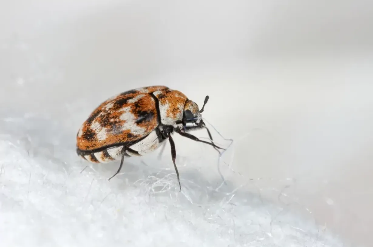 Carpet Beetle Life Cycle