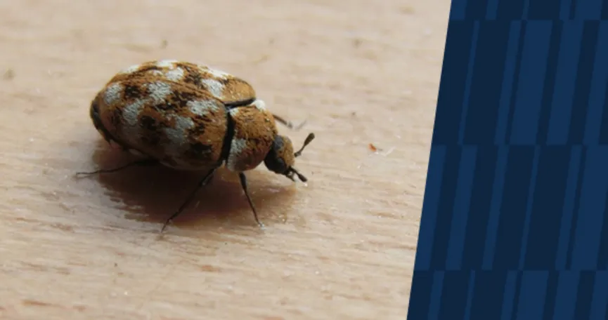 Carpet Beetle Life Cycle