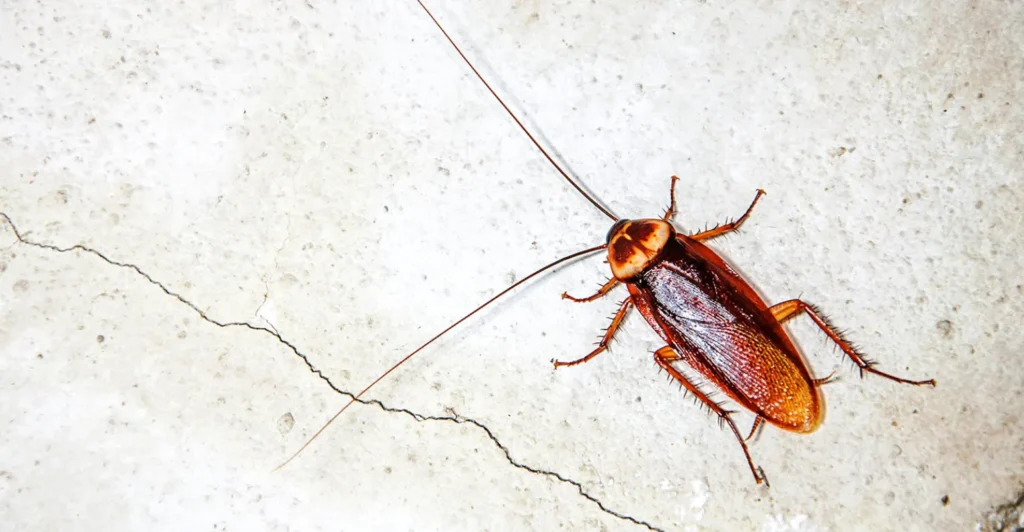 Cockroach Life Cycle