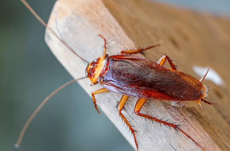 Cockroach Life Cycle