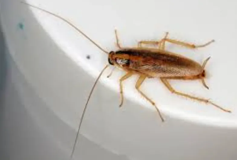 Cockroach Life Cycle