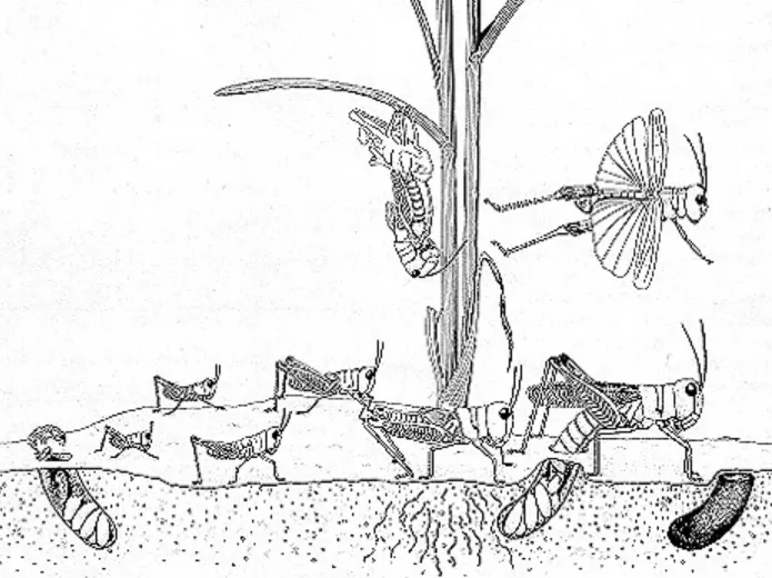 Grasshopper Life Cycle Explained Egg, Nymph, Adult Stages, Survival, Food, and Ecosystem Role