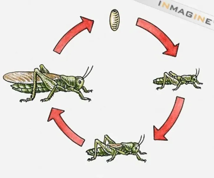 Grasshopper Life Cycle Explained Egg, Nymph, Adult Stages, Survival, Food, and Ecosystem Role