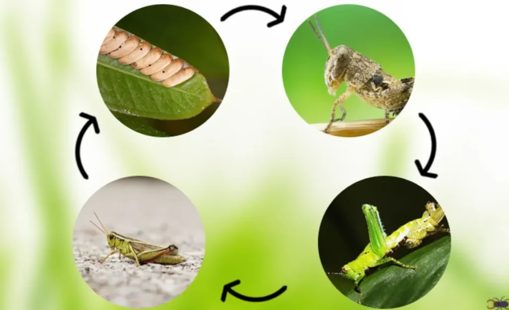 Grasshopper Life Cycle Explained Egg, Nymph, Adult Stages, Survival, Food, and Ecosystem Role