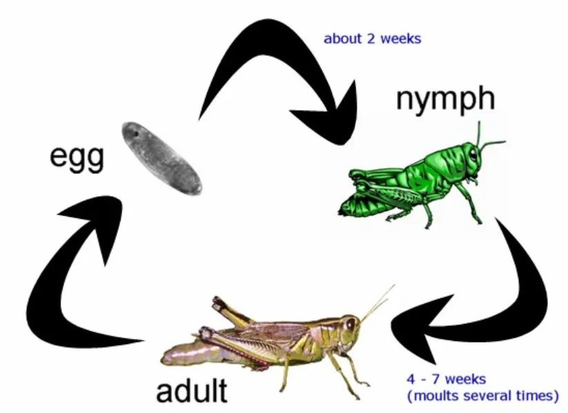 Grasshopper Life Cycle Explained Egg, Nymph, Adult Stages, Survival, Food, and Ecosystem Role