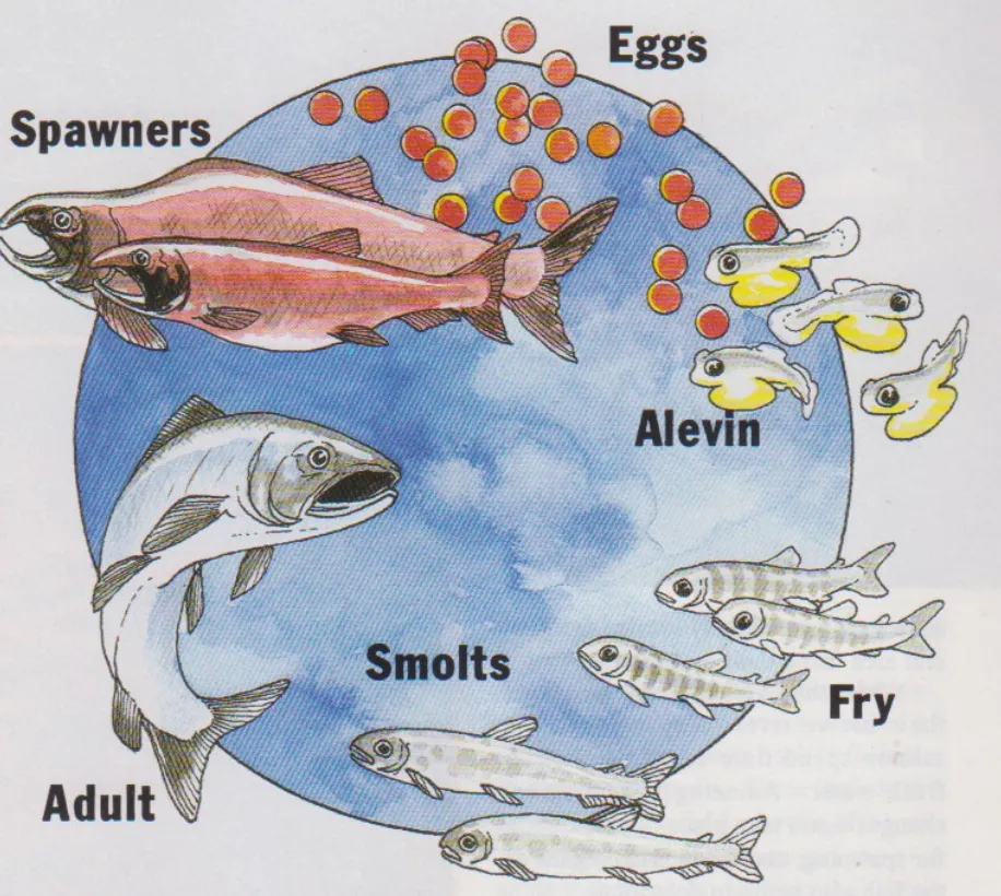 Life Cycle of Salmon