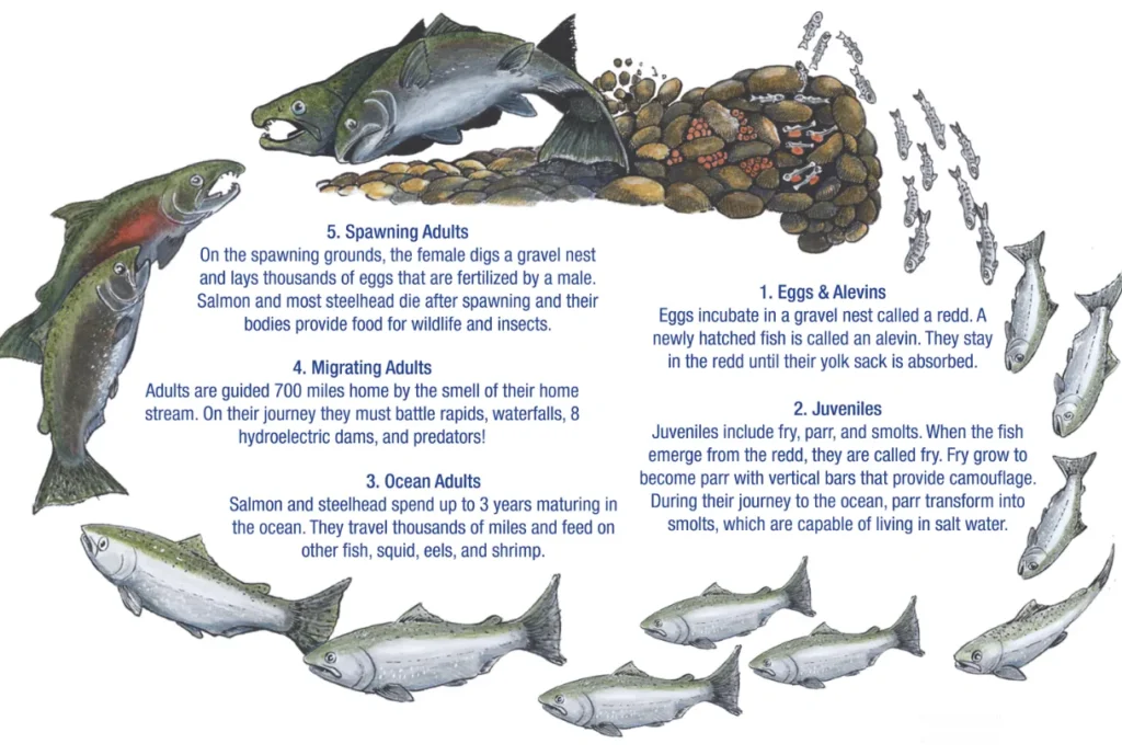 Life Cycle of Salmon