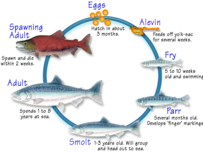 Life Cycle of Salmon