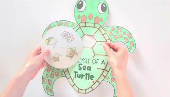 Life Cycle of Sea Turtle
