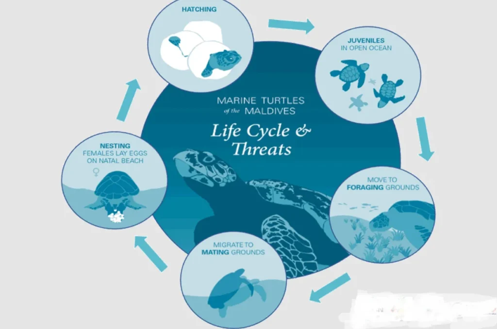 Life Cycle of Sea Turtle