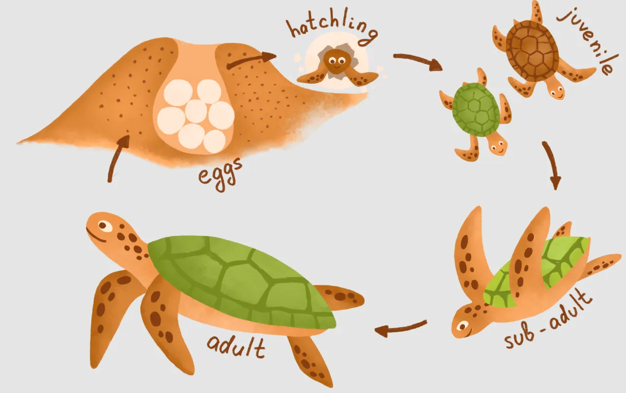 Life Cycle of Sea Turtle