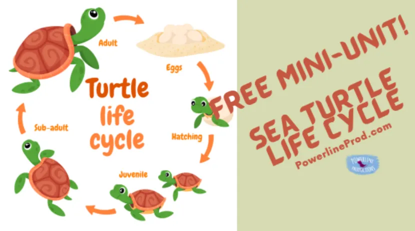 Life Cycle of Sea Turtle