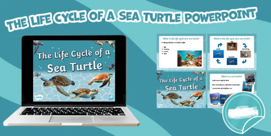 Life Cycle of Turtle 