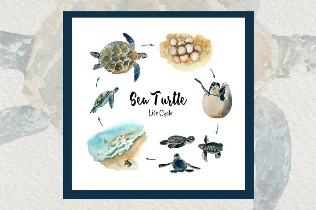 Life Cycle of Turtle 