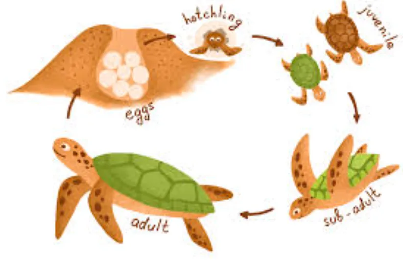 Life Cycle of Turtle 
