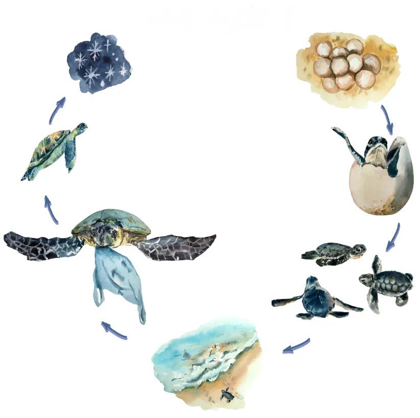 Life Cycle of Turtle
