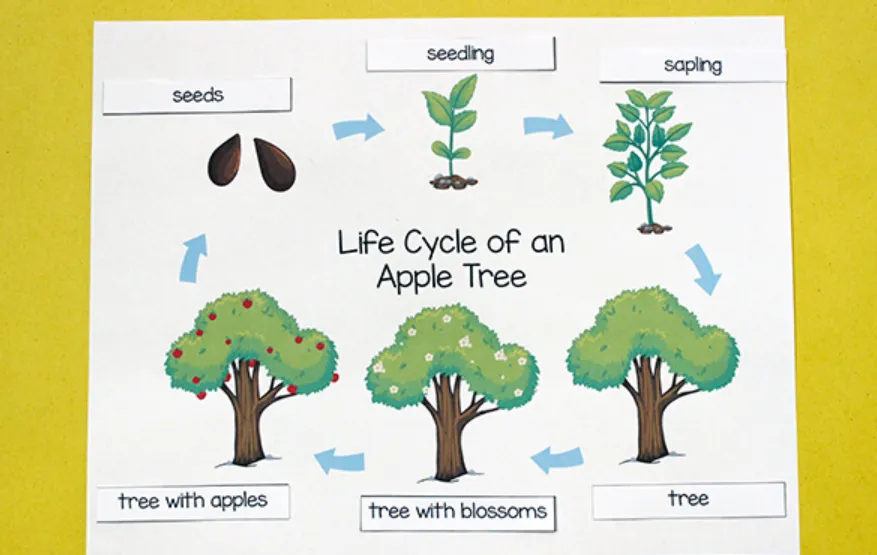 Life Cycle of an Apple Tree