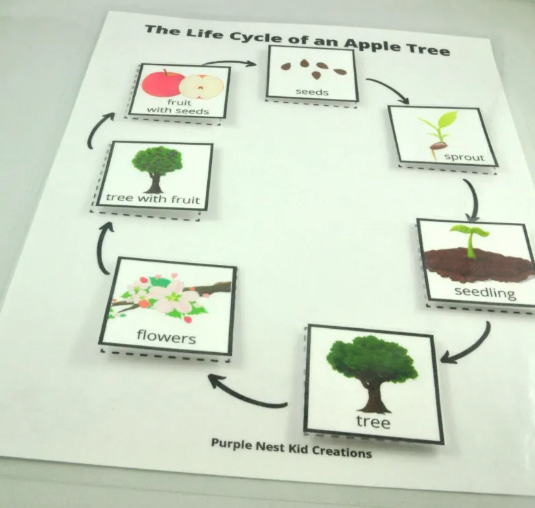 Life Cycle of an Apple Tree