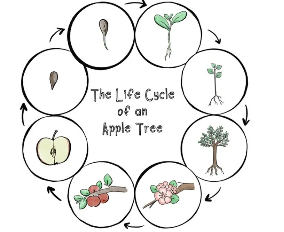 Life Cycle of an Apple Tree