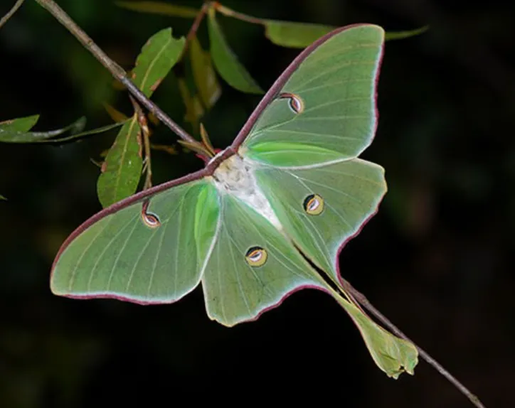 Luna Moth Life Cycle