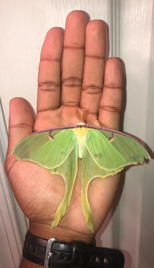 Luna Moth Life Cycle