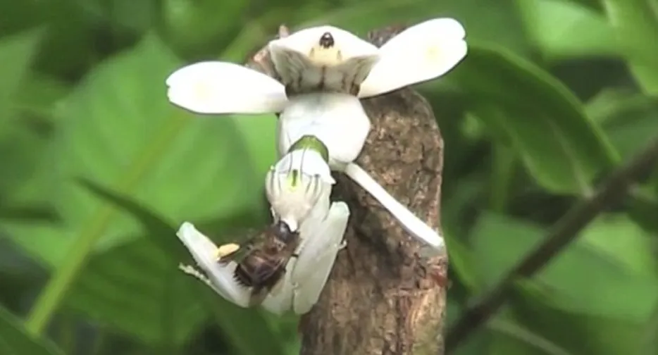 Mantis Life Cycle
