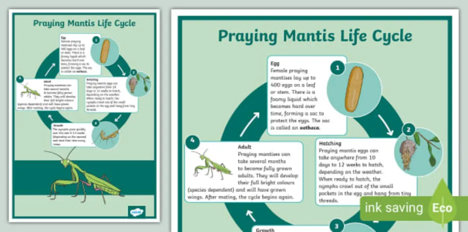 Mantis Life Cycle