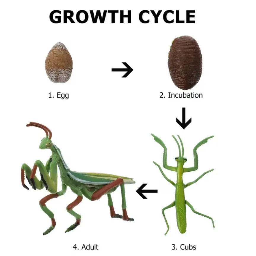 Mantis Life Cycle