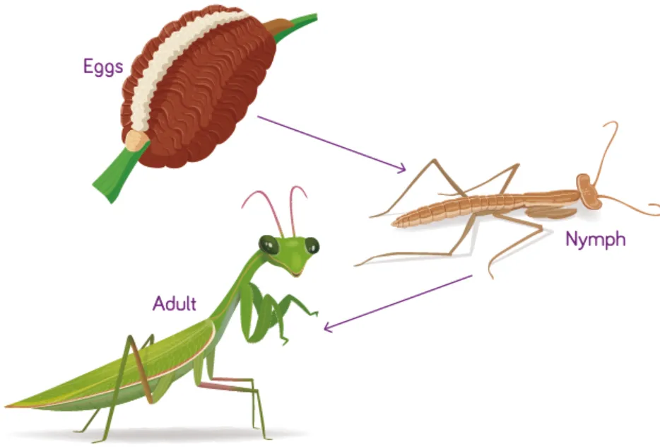 Mantis Life Cycle