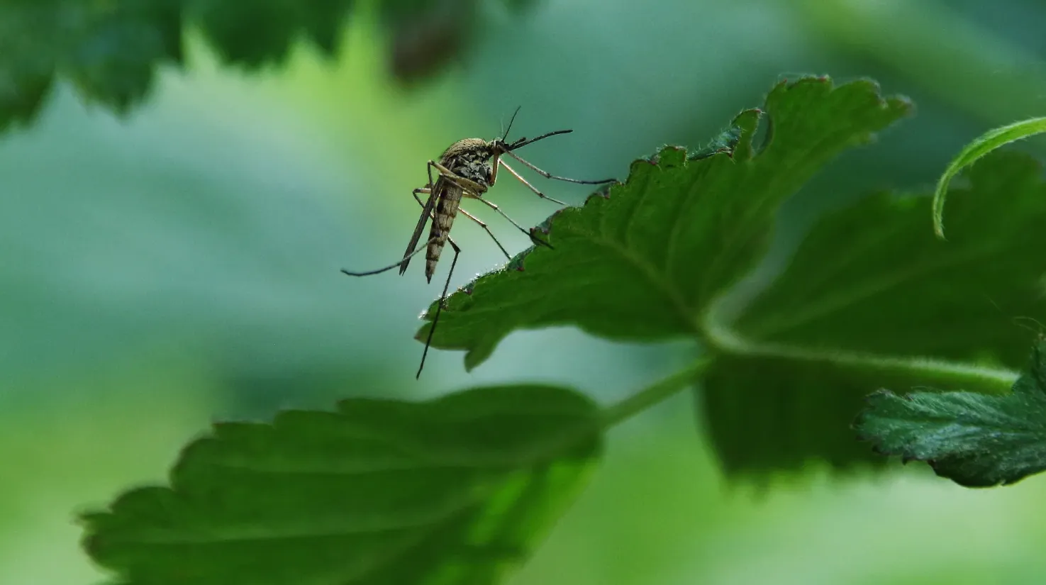 Mosquito Life Cycle