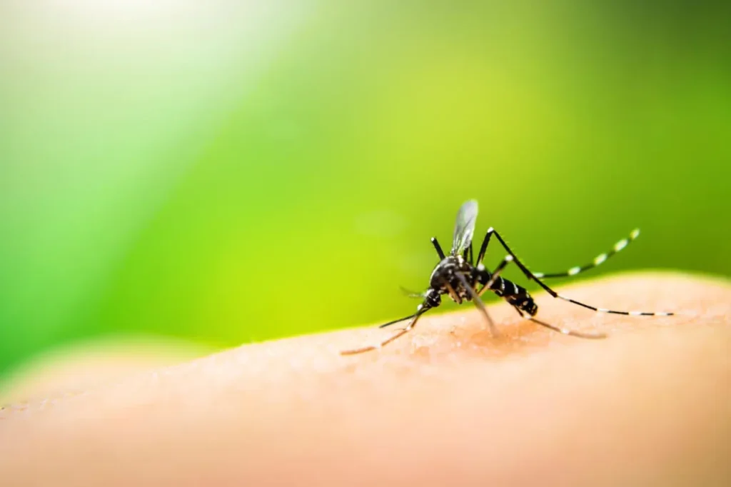 Mosquito Life Cycle