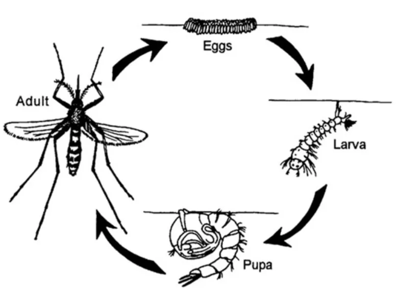Mosquito Life Cycle