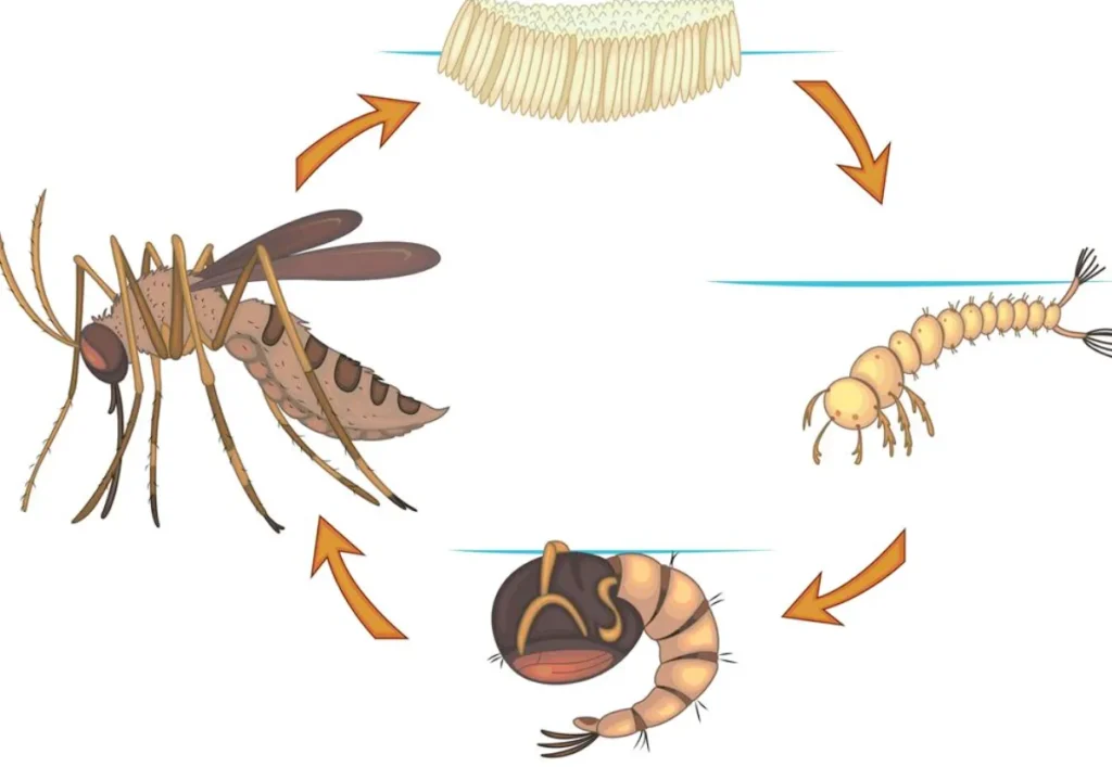 Mosquito Life Cycle