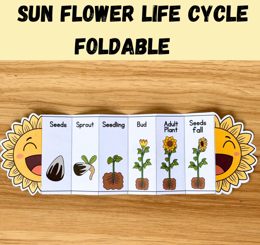 Sunflower Life Cycle (4)