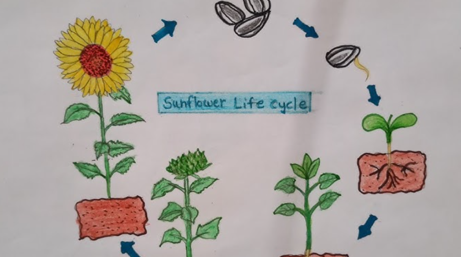 Sunflower Life Cycle (4)