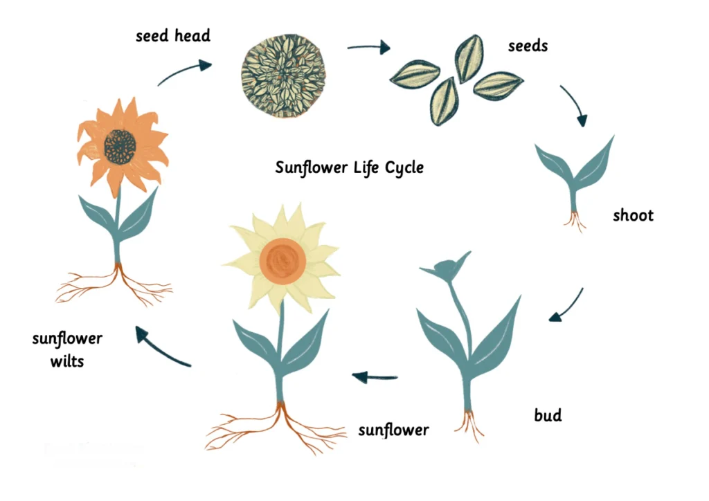 Sunflower Life Cycle (4)