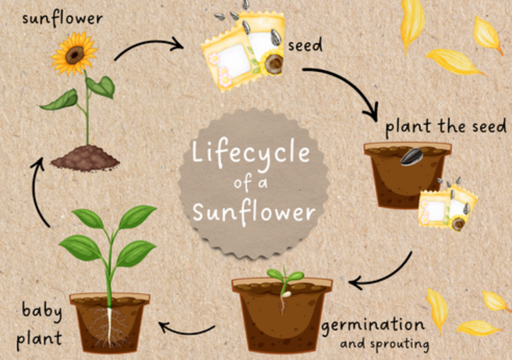 Sunflower Life Cycle