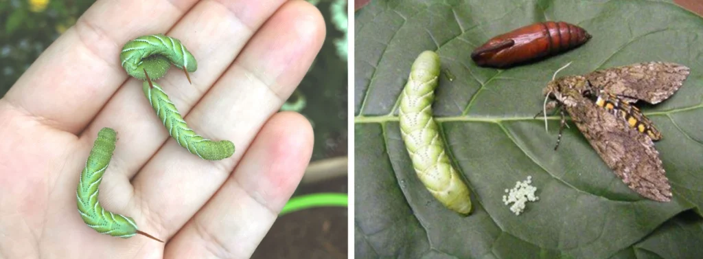 Tomato Hornworm Life Cycle