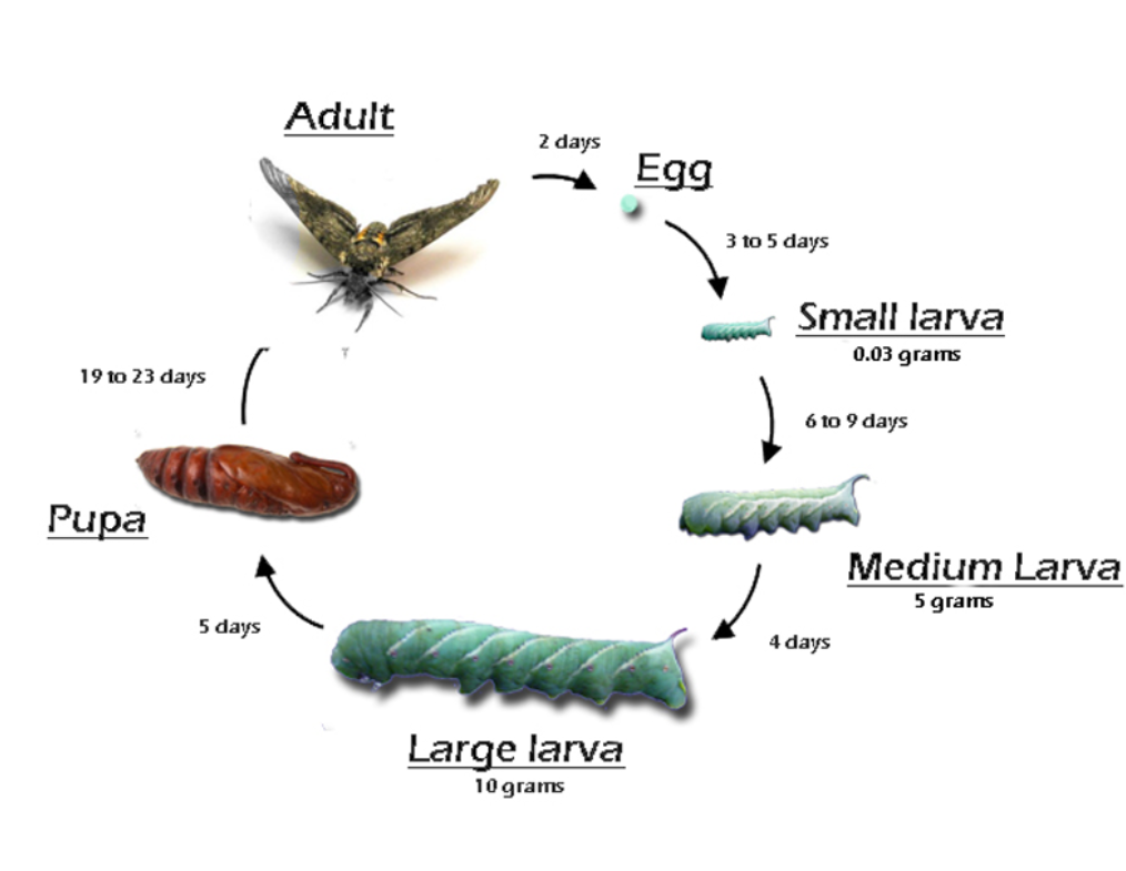 Tomato Hornworm Life Cycle