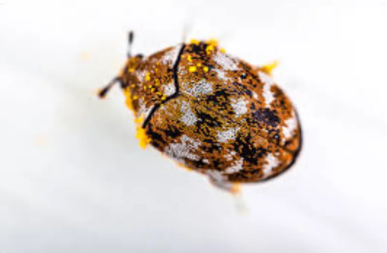 Varied Carpet Beetle Life Cycle