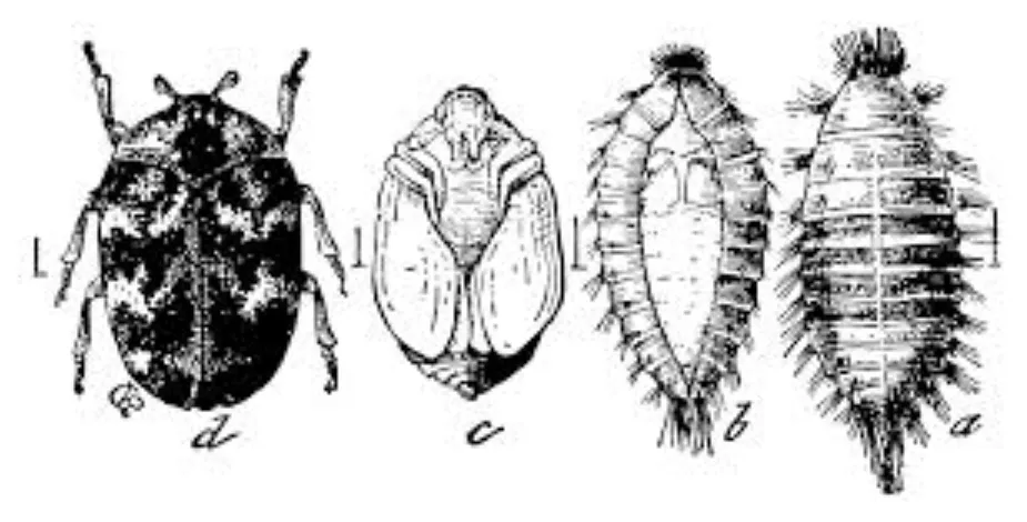 Varied Carpet Beetle Life Cycle