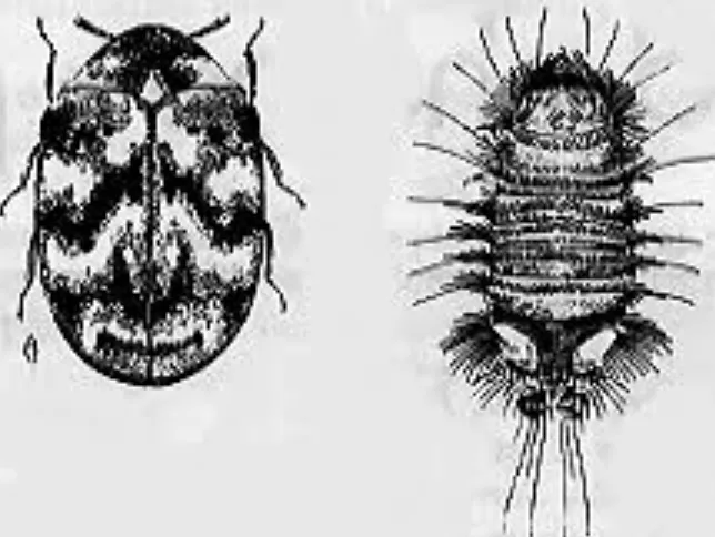 Varied Carpet Beetle Life Cycle
